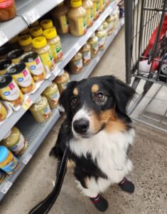 Australian Shepherd service dog candidate practicing calm behavior around distractions
