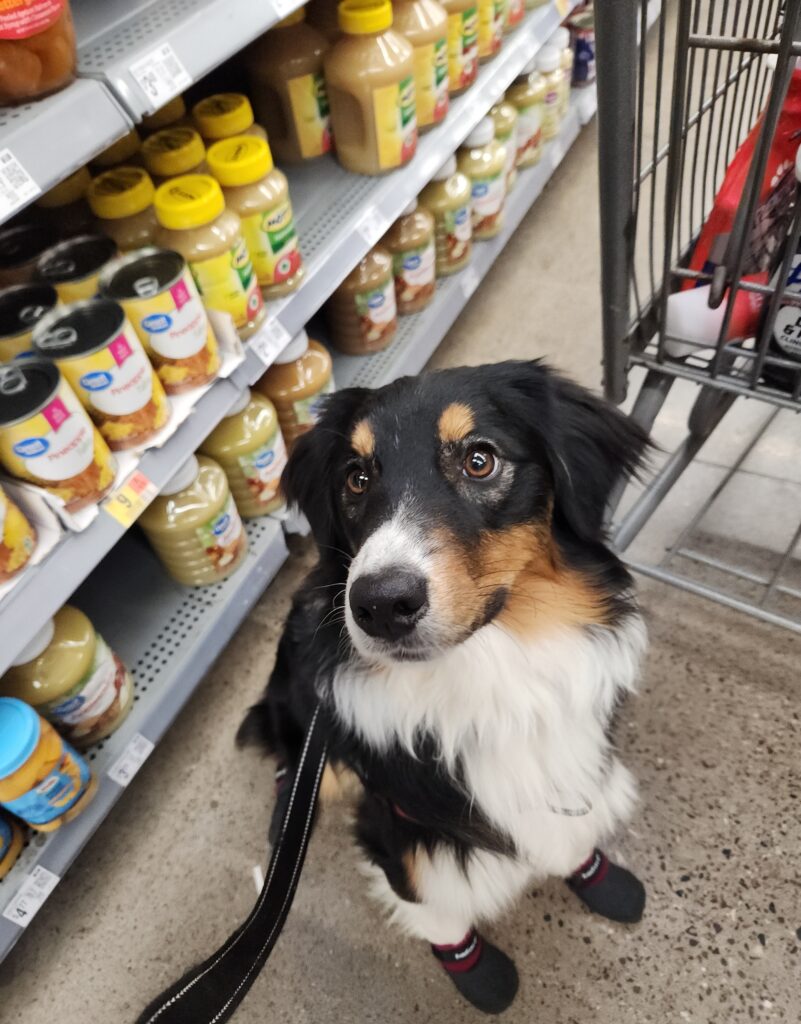 Australian Shepherd service dog candidate practicing calm behavior around distractions
