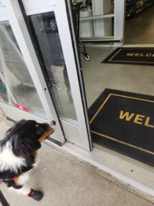 Confident Australian Shepherd remaining calm and focused during training exposure