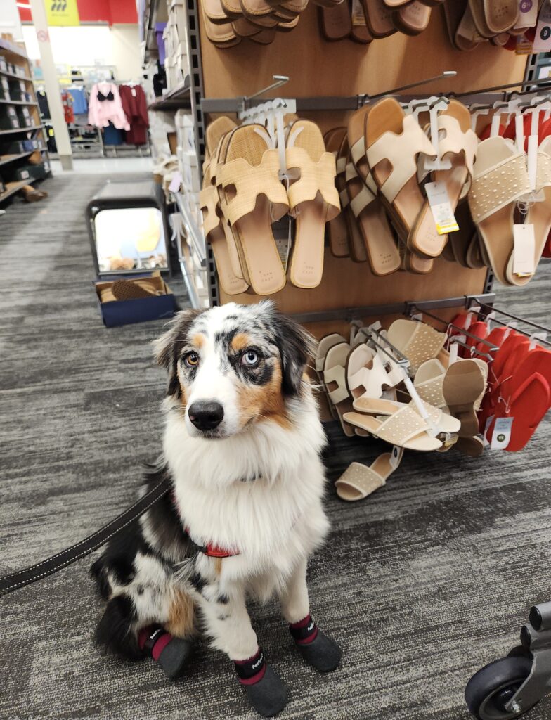 Australian Shepherd service dog candidate practicing calm public access training