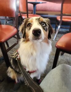 Australian Shepherd service dog candidate during training evaluation