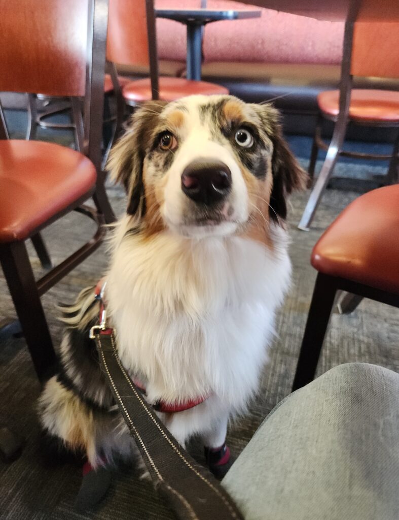 Australian Shepherd service dog candidate during training evaluation