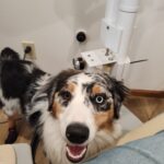 Australian Shepherd service dog sitting calmly next to handler in public setting