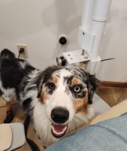Australian Shepherd service dog sitting calmly next to handler in public setting
