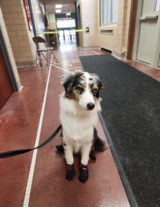 Australian Shepherd service dog candidate remaining calm in public setting