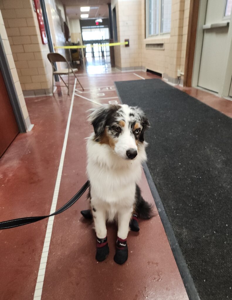 Australian Shepherd service dog candidate remaining calm in public setting