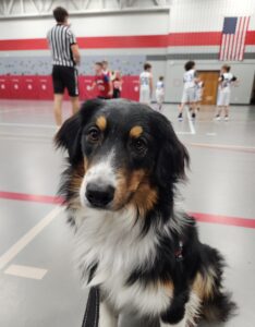 Australian Shepherd service dog in training reacting calmly in public