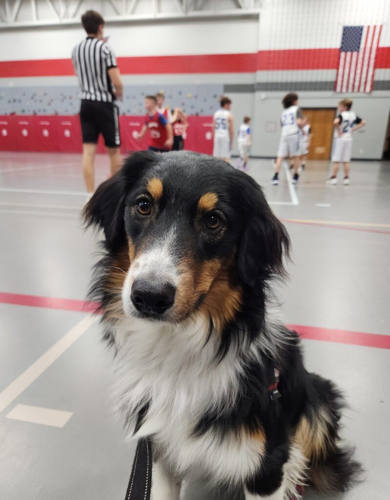 Australian Shepherd service dog in training reacting calmly in public