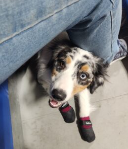 Australian Shepherd puppy showing calm focus and confidence during training exposure