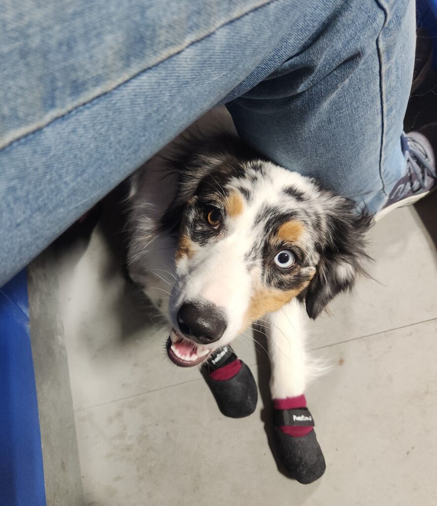 Australian Shepherd puppy showing calm focus and confidence during training exposure