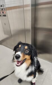 Calm Australian Shepherd demonstrating focus and emotional stability