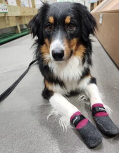 Australian Shepherd puppy learning through positive reinforcement training
