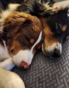 Australian Shepherd puppies resting during healthy sleep and recovery time