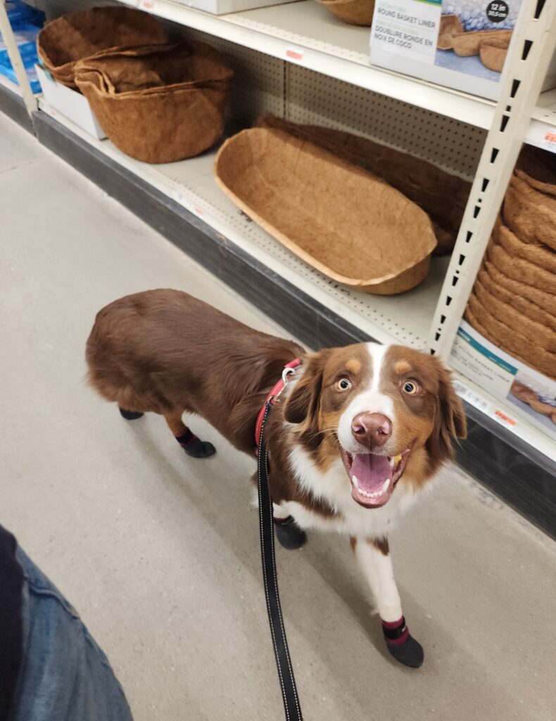 Australian Shepherd showing calm focus and engagement during service dog training exposure