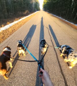 Four Australian Shepherds walking calmly down a road beside their owner