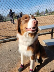 Australian Shepherd service dog candidate practicing calm public behavior around distractions