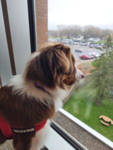Australian Shepherd alert barking while watching activity outdoors
