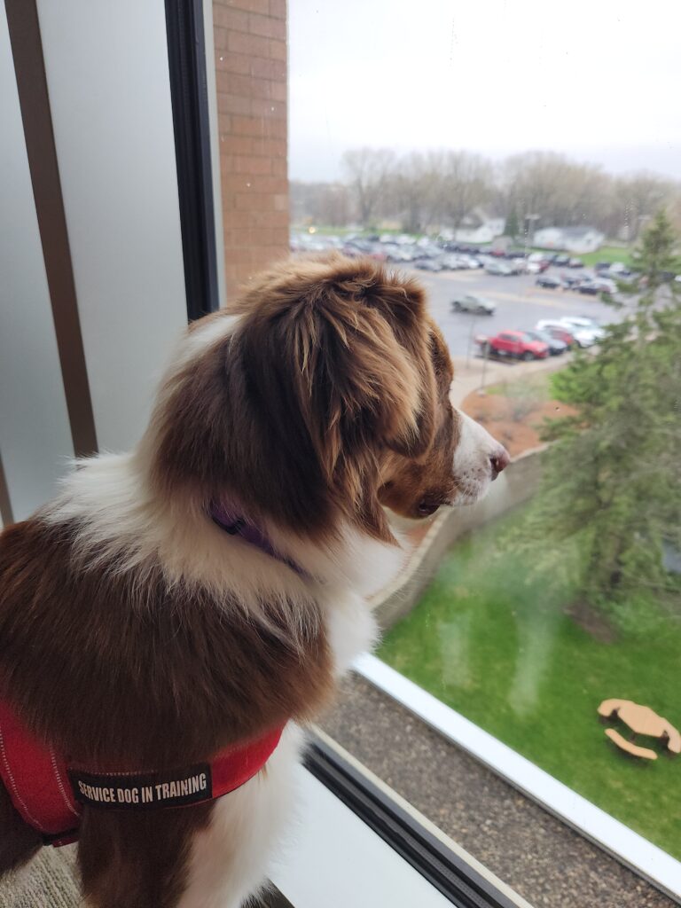Australian Shepherd alert barking while watching activity outdoors