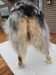 Australian Shepherd with natural bobtail