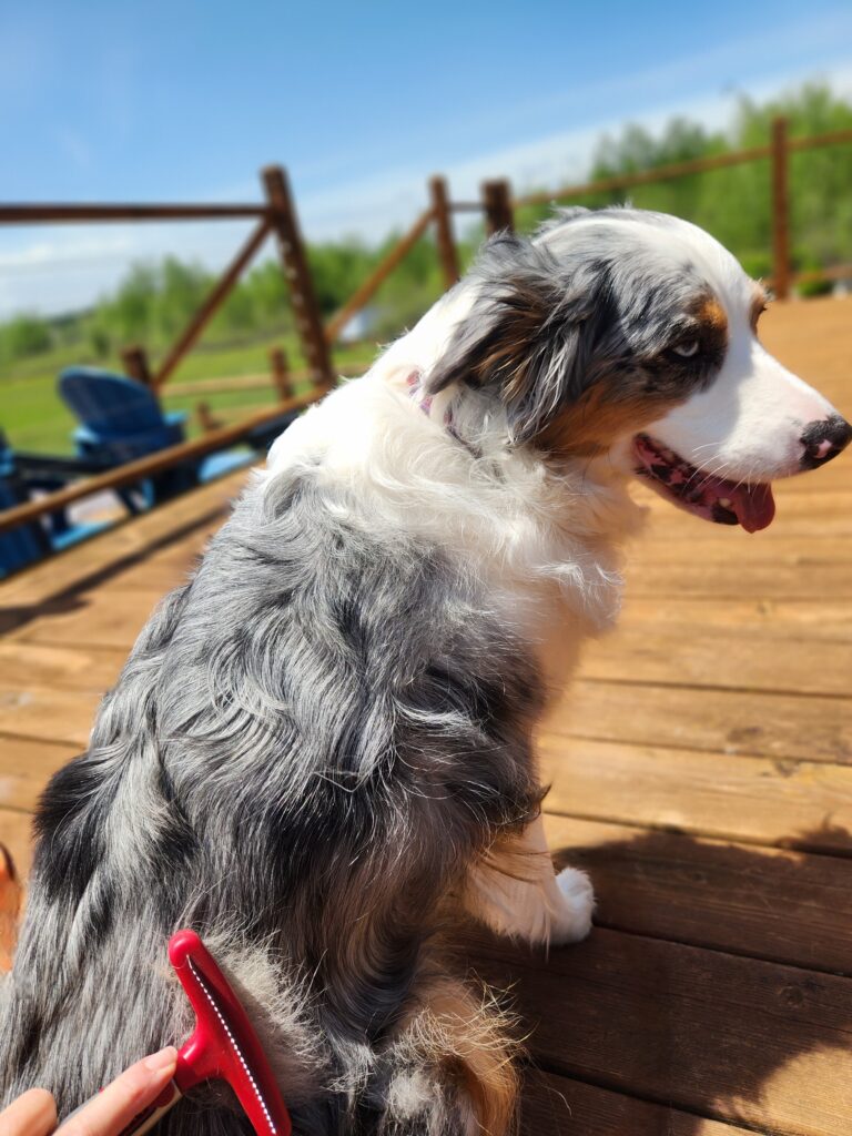Australian Shepherd receiving grooming during seasonal coat shedding