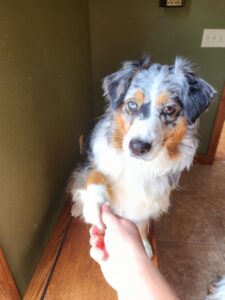 Australian Shepherd learning cooperative nail care and paw handling