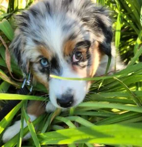 Australian Shepherd puppy sitting in plants exploring her environment