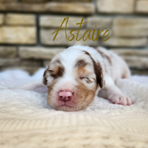 Astaire, a red merle male Australian Shepherd puppy from Match Dot Pup's Old Hollywood Collection.