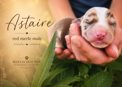 Astaire, a newborn red merle Australian Shepherd puppy being held for a portrait photo