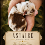 Top view of Astaire, a newborn red merle Australian Shepherd puppy, showing his coat pattern and markings