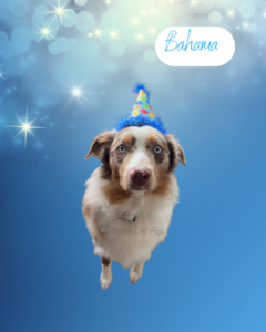 Bahama - 1 year old