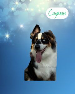 Cayman - 1 year old