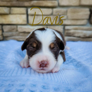 Davis, a red tri female Australian Shepherd puppy from Match Dot Pup's Old Hollywood Collection.
