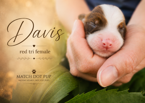 Davis, a newborn red tri Australian Shepherd puppy being held for a portrait photo
