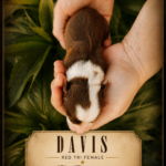 Newborn red tri Australian Shepherd puppy Davis showing her coat pattern and markings