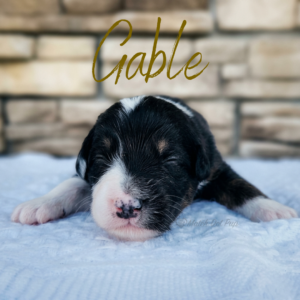 Gable, a black tri male Australian Shepherd puppy from Match Dot Pup's Old Hollywood Collection.