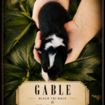 Newborn Australian Shepherd puppy Gable showing his coat pattern and markings