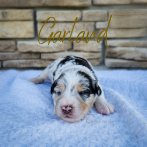 Garland, a blue merle female Australian Shepherd puppy from Match Dot Pup's Old Hollywood Collection.