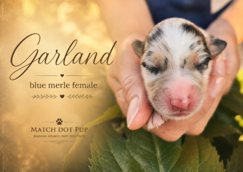 Garland, a newborn blue merle Australian Shepherd puppy being held for a portrait photo