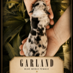 Newborn blue merle Australian Shepherd puppy Garland showing her coat pattern and markings
