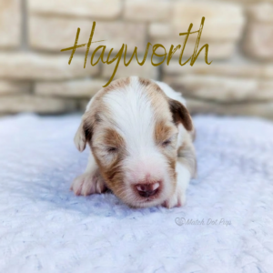 Hayworth, a red merle female Australian Shepherd puppy from Match Dot Pup's Old Hollywood Collection.
