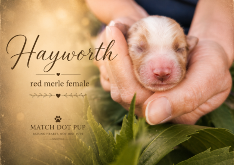 Hayworth, a newborn red merle Australian Shepherd puppy being held for a portrait photo