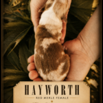 Newborn red merle Australian Shepherd puppy Hayworth showing her coat pattern and markings