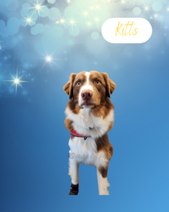 Kitts - 1 year old