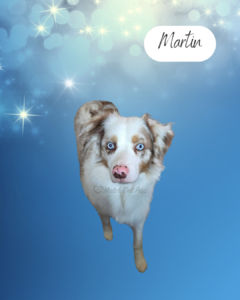 Martin - 1 year old