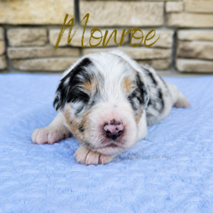 Monroe, a blue merle female Australian Shepherd puppy from Match Dot Pup's Old Hollywood Collection.
