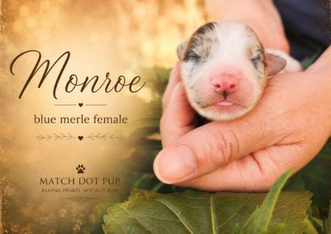 Monroe, a newborn blue merle Australian Shepherd puppy being held for a portrait photo
