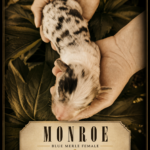 Newborn blue merle Australian Shepherd puppy Monroe showing her coat pattern and markings