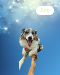 Nevis - 1 year old