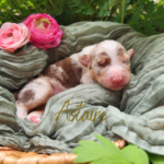 Astaire, a red merle male Australian Shepherd puppy, relaxing in a basket outdoors among lush garden plants.
