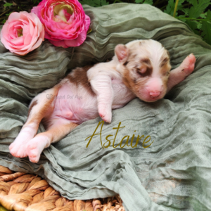 Astaire, a red merle male Australian Shepherd puppy, resting on his back in a basket surrounded by garden greenery.